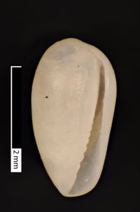 To ANSP Malacology Collection in GBIF (catalog no. 211893)