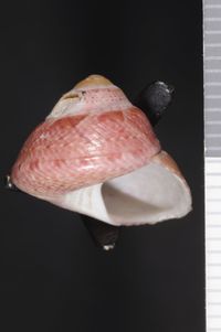 To ANSP Malacology Collection in GBIF (catalog no. 38093)