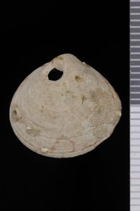 To ANSP Malacology Collection in GBIF (catalog no. 190961)