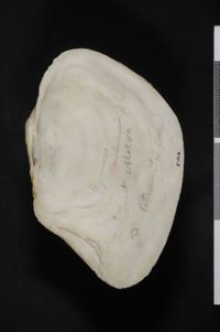 To ANSP Malacology Collection in GBIF (catalog no. 51116)