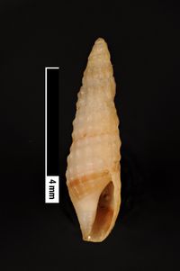 To ANSP Malacology Collection in GBIF (catalog no. 156341)