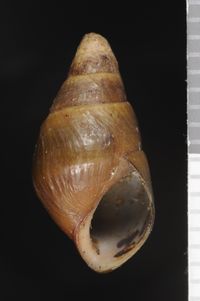 To ANSP Malacology Collection in GBIF (catalog no. 120931)