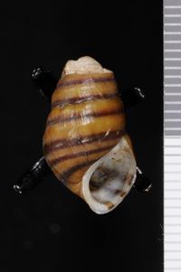 To ANSP Malacology Collection in GBIF (catalog no. 8651)