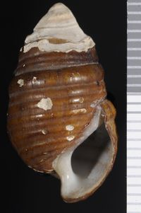 To ANSP Malacology Collection in GBIF (catalog no. 8655)