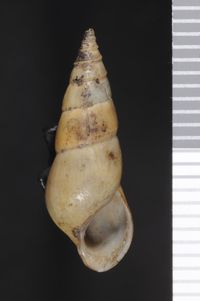 To ANSP Malacology Collection in GBIF (catalog no. 8686)