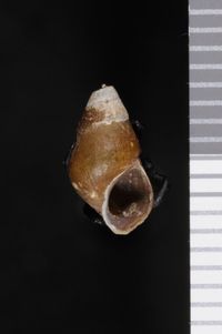 To ANSP Malacology Collection in GBIF (catalog no. 91326)