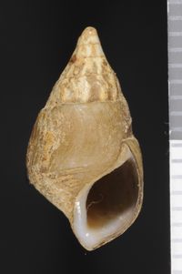 To ANSP Malacology Collection in GBIF (catalog no. 122620)