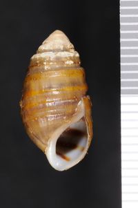 To ANSP Malacology Collection in GBIF (catalog no. 8654)