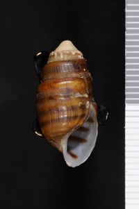 To ANSP Malacology Collection in GBIF (catalog no. 8741)