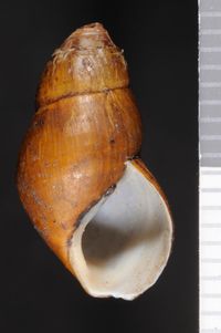 To ANSP Malacology Collection in GBIF (catalog no. 120916)