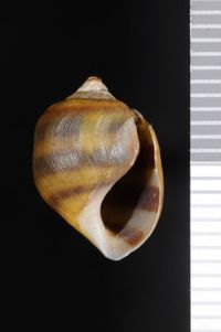 To ANSP Malacology Collection in GBIF (catalog no. 56775)