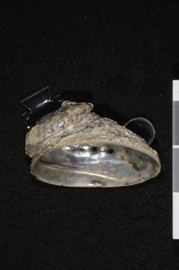 To ANSP Malacology Collection in GBIF (catalog no. 50220)