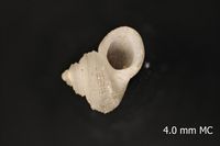 To ANSP Malacology Collection in GBIF (catalog no. 10292)