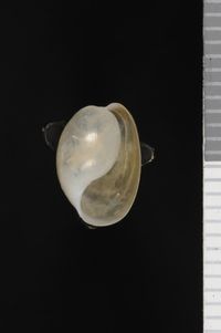 To ANSP Malacology Collection in GBIF (catalog no. 70989)