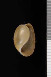 To ANSP Malacology Collection in GBIF (catalog no. 57554)