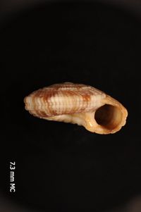 To ANSP Malacology Collection in GBIF (catalog no. 321078)