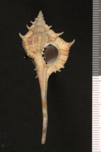 To ANSP Malacology Collection in GBIF (catalog no. 291504)