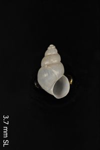 To ANSP Malacology Collection in GBIF (catalog no. 369621)