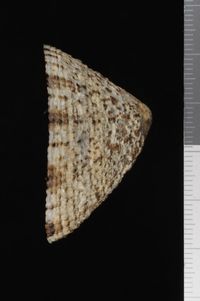 To ANSP Malacology Collection in GBIF (catalog no. 56886)
