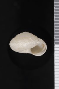 To ANSP Malacology Collection in GBIF (catalog no. 97145)