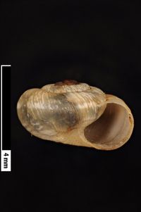 To ANSP Malacology Collection in GBIF (catalog no. 97146)