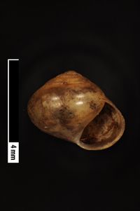 To ANSP Malacology Collection in GBIF (catalog no. 109339)