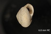 To ANSP Malacology Collection in GBIF (catalog no. 10600)