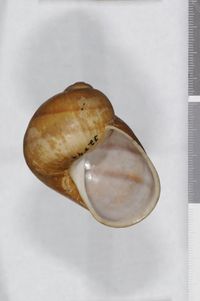 To ANSP Malacology Collection in GBIF (catalog no. 32848)