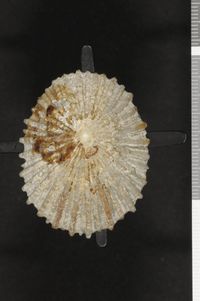 To ANSP Malacology Collection in GBIF (catalog no. 38956)