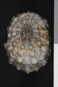 To ANSP Malacology Collection in GBIF (catalog no. 38963)