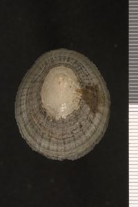 To ANSP Malacology Collection in GBIF (catalog no. 38971)