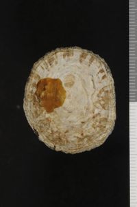 To ANSP Malacology Collection in GBIF (catalog no. 38978)