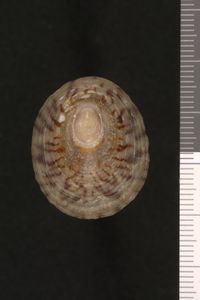 To ANSP Malacology Collection in GBIF (catalog no. 38980)