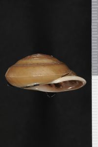 To ANSP Malacology Collection in GBIF (catalog no. 63109)