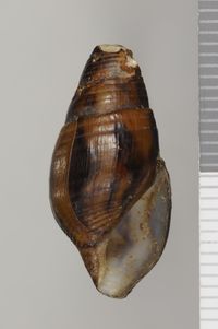 To ANSP Malacology Collection in GBIF (catalog no. 109366)