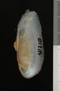 To ANSP Malacology Collection in GBIF (catalog no. 41210)