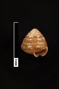 To ANSP Malacology Collection in GBIF (catalog no. 83010)