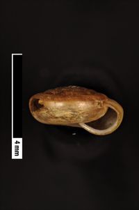 To ANSP Malacology Collection in GBIF (catalog no. 82582)