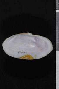 To ANSP Malacology Collection in GBIF (catalog no. 51634)