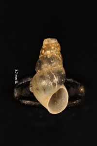 To ANSP Malacology Collection in GBIF (catalog no. 132886)