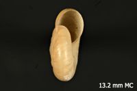 To ANSP Malacology Collection in GBIF (catalog no. 248076)
