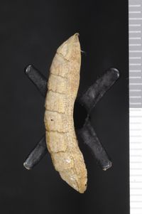 To ANSP Malacology Collection in GBIF (catalog no. 118621)