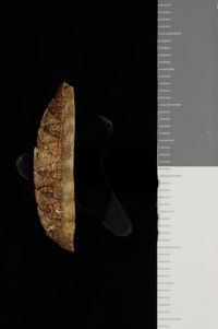 To ANSP Malacology Collection in GBIF (catalog no. 152139)