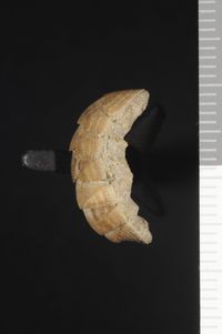 To ANSP Malacology Collection in GBIF (catalog no. 247765)