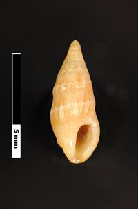 To ANSP Malacology Collection in GBIF (catalog no. 155203)