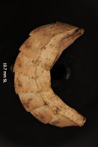 To ANSP Malacology Collection in GBIF (catalog no. 67527)