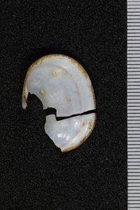 To ANSP Malacology Collection in GBIF (catalog no. 56876)