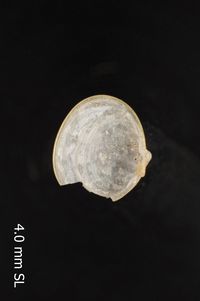 To ANSP Malacology Collection in GBIF (catalog no. 57007)