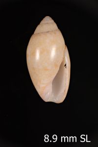 To ANSP Malacology Collection in GBIF (catalog no. 194588)