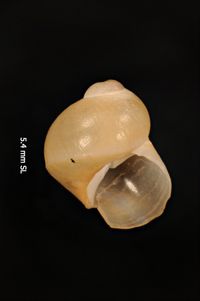 To ANSP Malacology Collection in GBIF (catalog no. 56879)